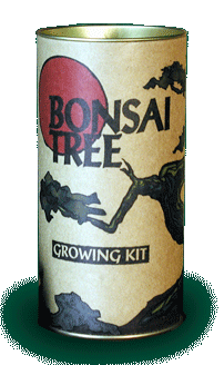 Bonsai - Červený javor